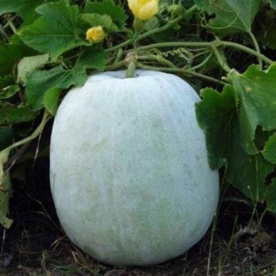  Ash Gourd (1 kg -1. 2kg)